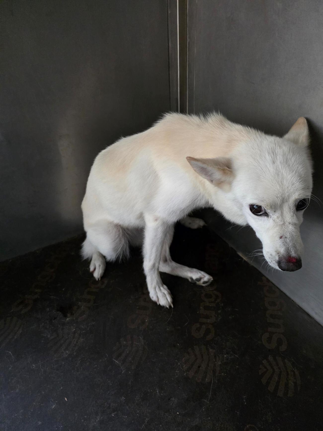 가정견훈련소_443557202500155