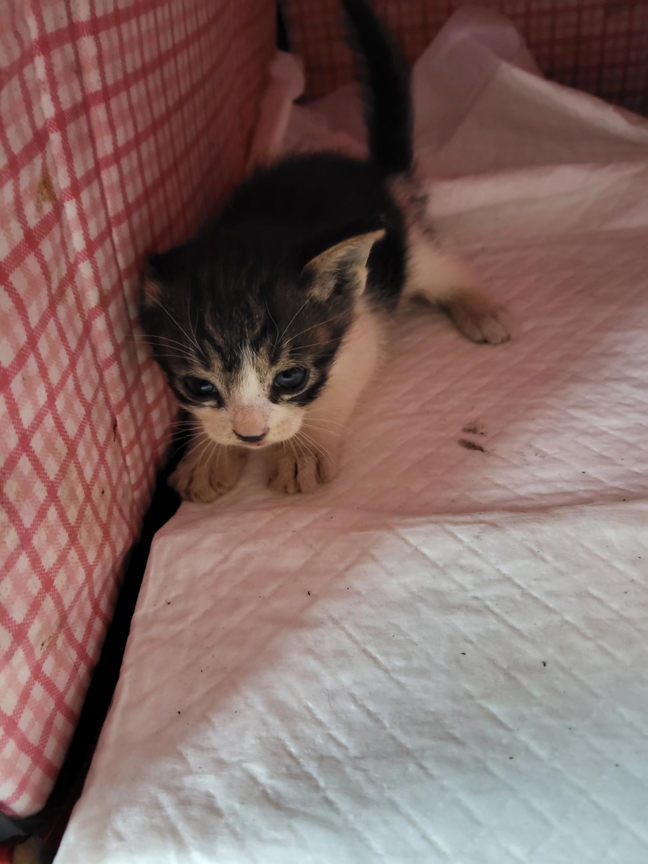 (사)동물보호관리협회_448535202501559