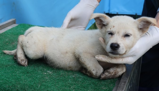 종료(안락사) 믹스…