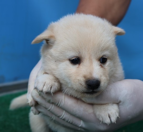 종료(자연사) 믹스…