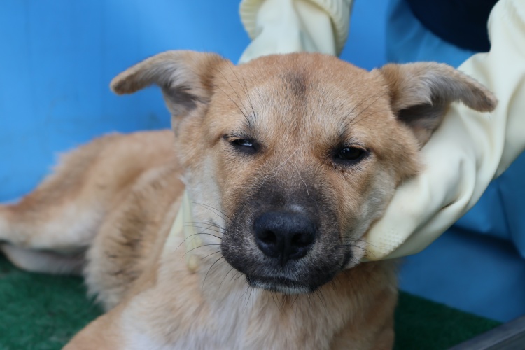 보호중 믹스견의 가…