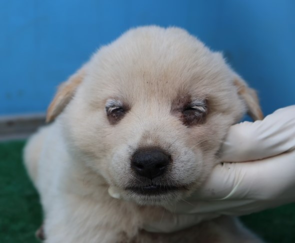 제주 동물보호센터_450650202502846