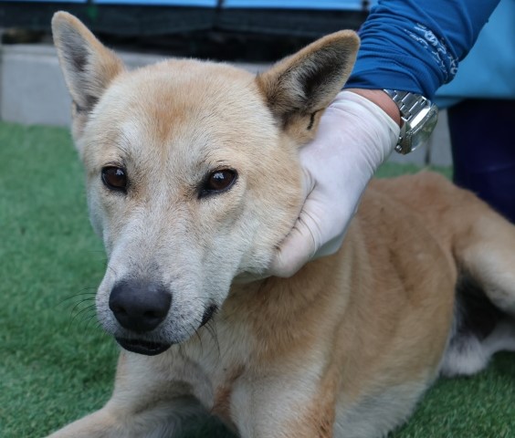 제주 동물보호센터_450650202502825