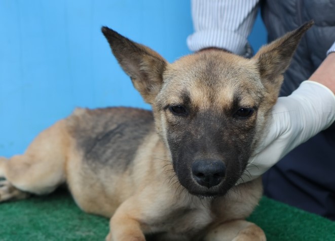 보호중 믹스견의 가…