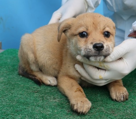 제주 동물보호센터_450650202502834