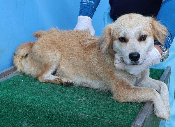 보호중 믹스견의 가…