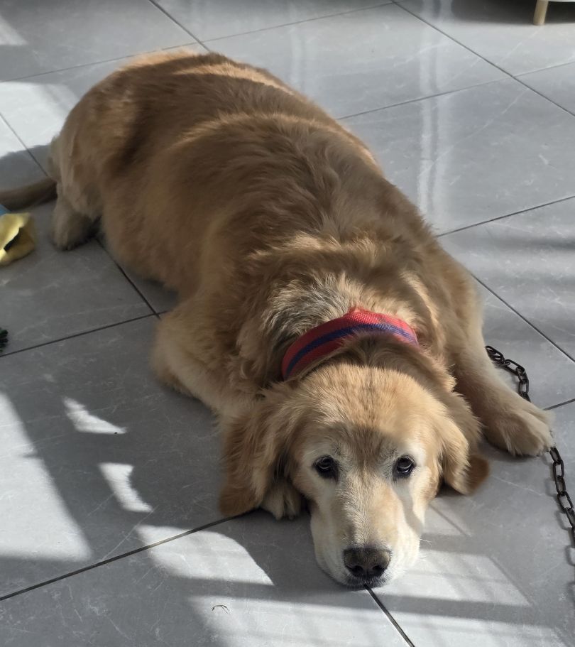 보호중 골든 리트리…