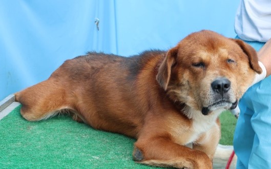 보호중 믹스견의 가…