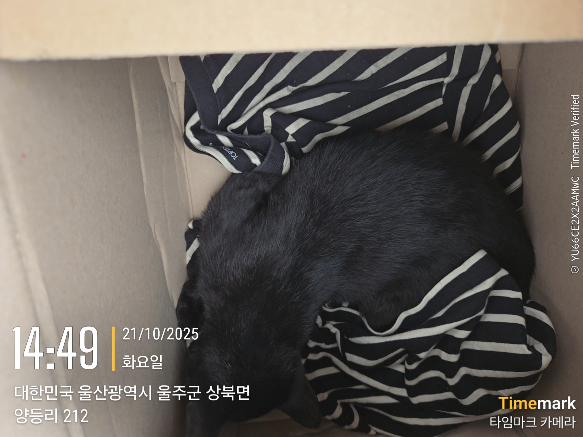 울산유기동물보호센터_431373202501582