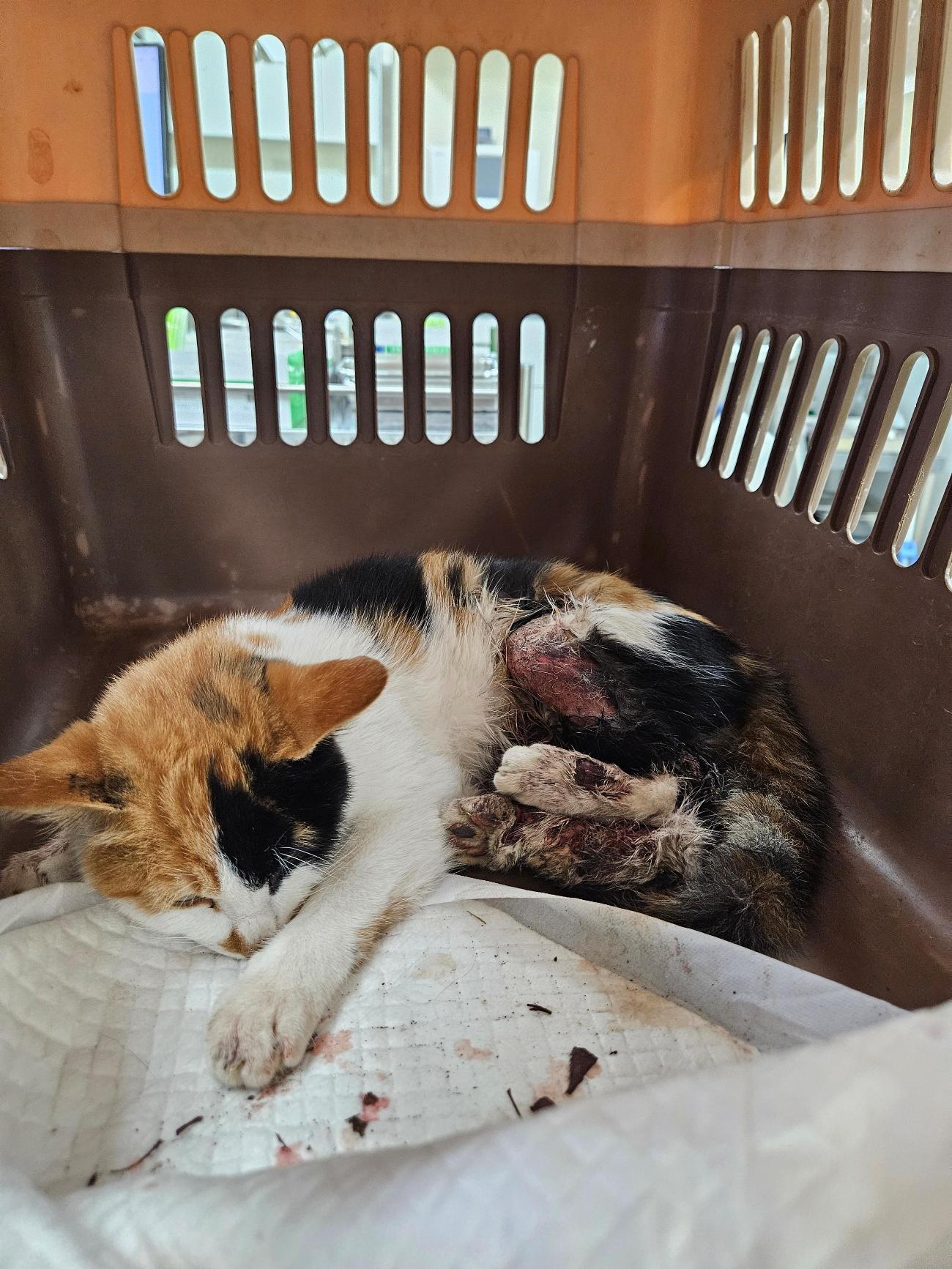 아산동물복지지원센터_444452202502096