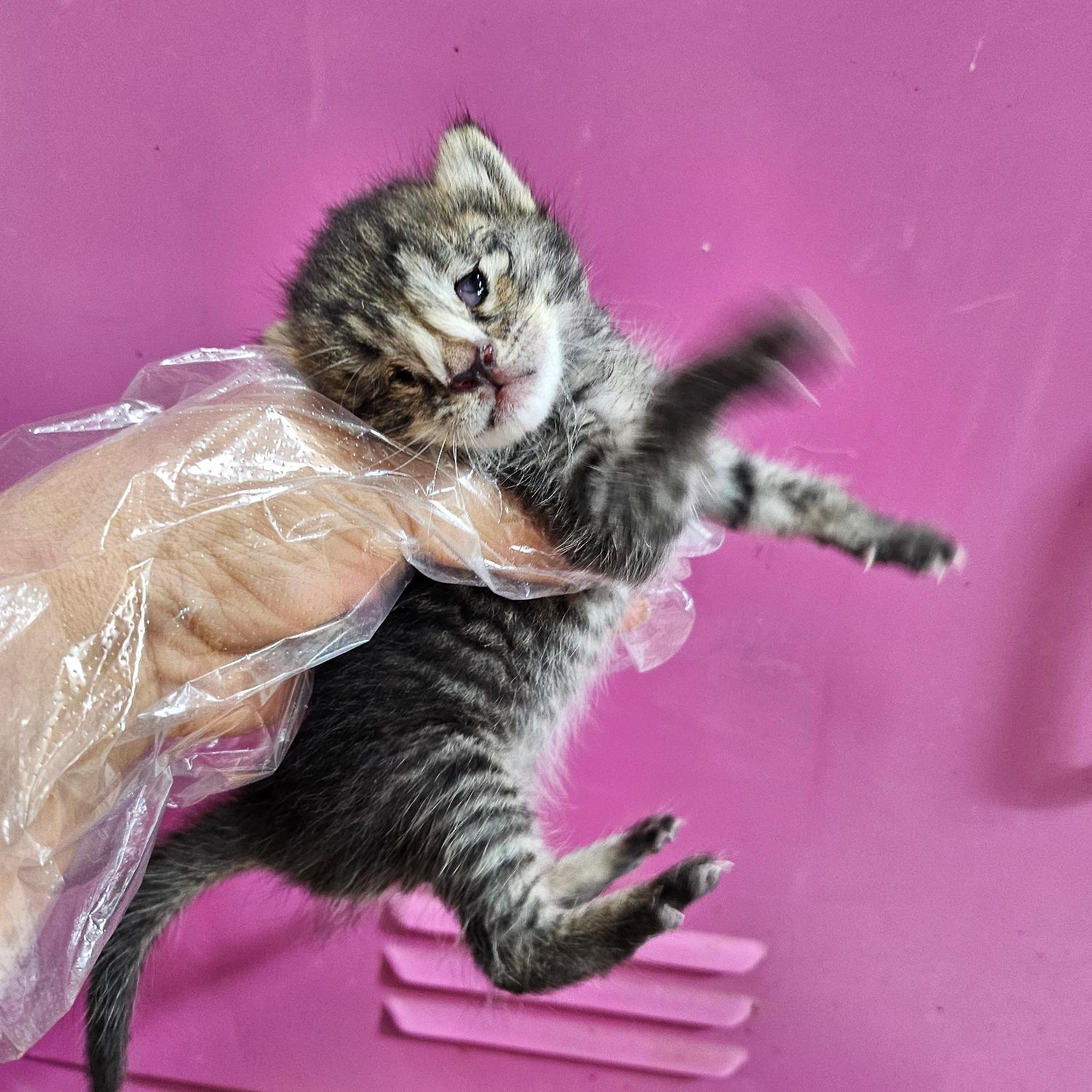 종료(자연사) 한국…