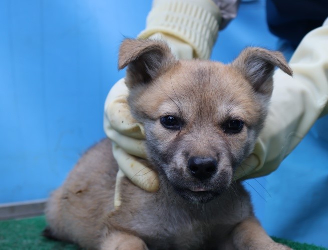 종료(안락사) 믹스…