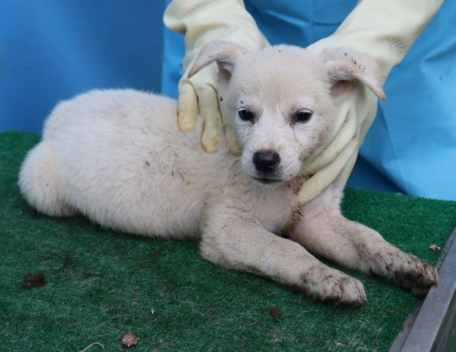 종료(안락사) 믹스…