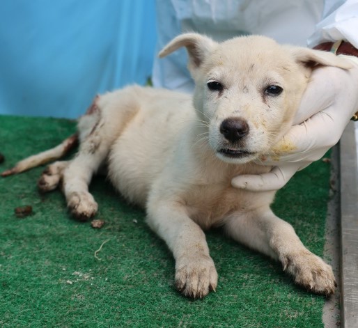 제주 동물보호센터_450650202502833