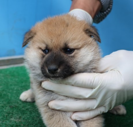 종료(자연사) 믹스…