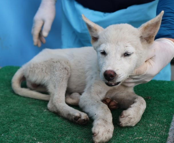 제주 동물보호센터_450650202502840