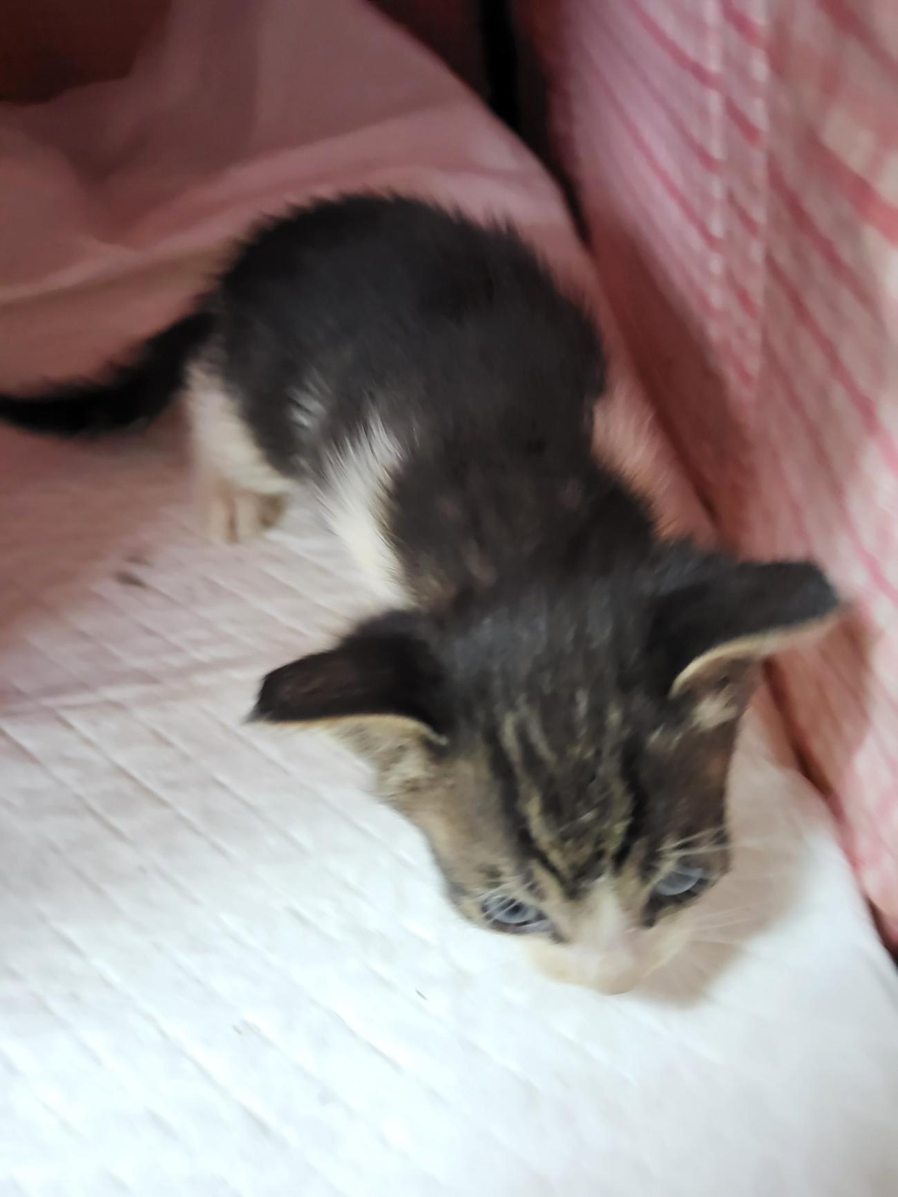 종료(자연사) 한국…