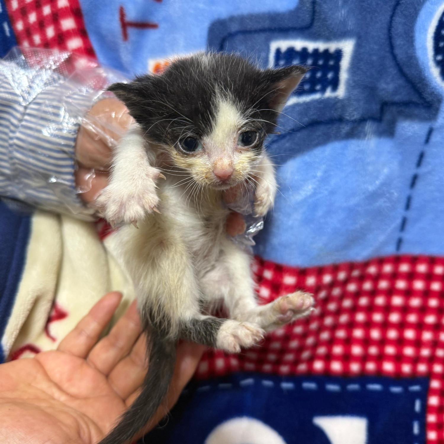 종료(자연사) 한국…