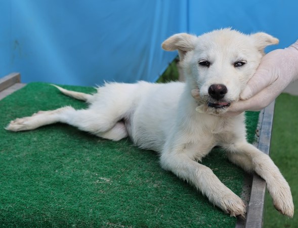 종료(안락사) 믹스…