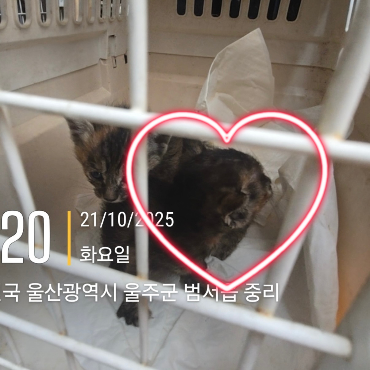 울산유기동물보호센터_431373202501593