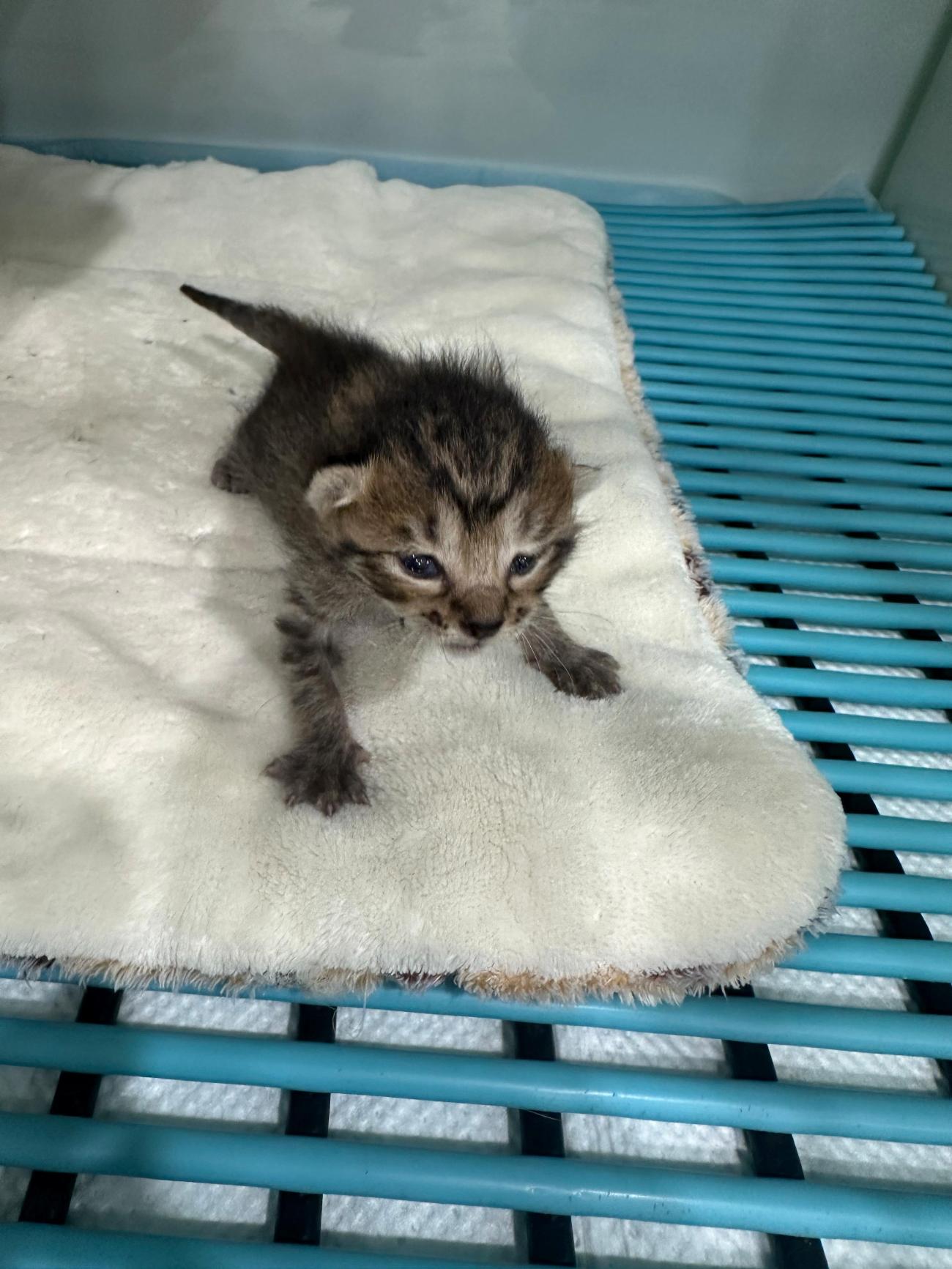 일산동물의료센터_431371202500503