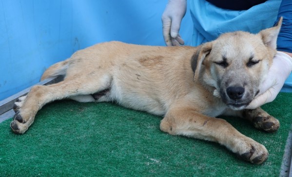 보호중 믹스견의 가…