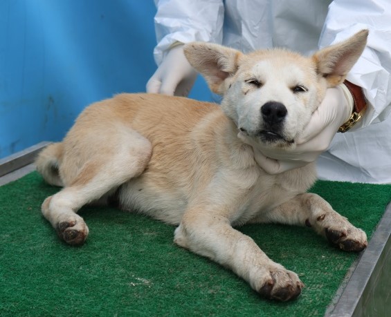 종료(자연사) 믹스…