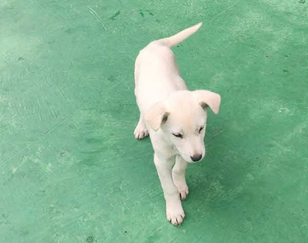 보호중 믹스견의 가…