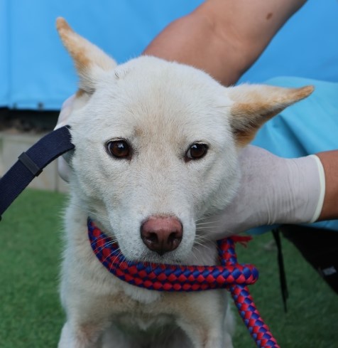 종료(반환) 믹스견…