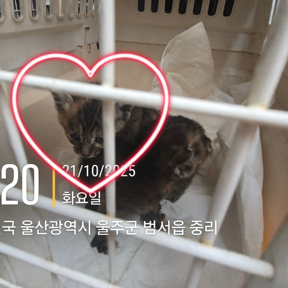 울산유기동물보호센터_431373202501592