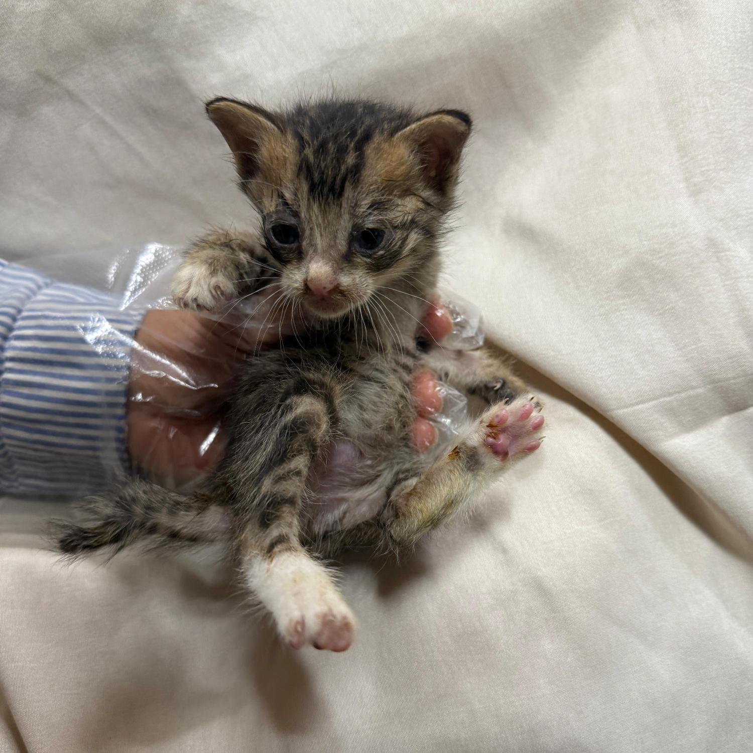 울산유기동물보호센터_431373202501595