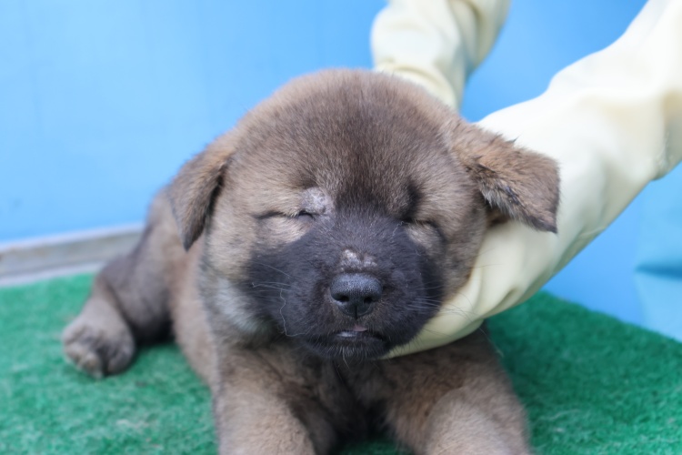 제주 동물보호센터_450650202502847