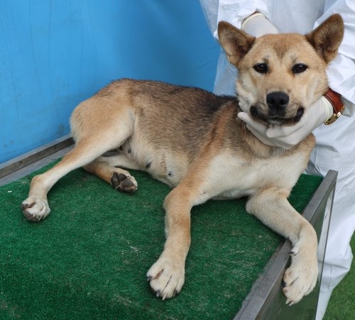 제주 동물보호센터_450650202502850