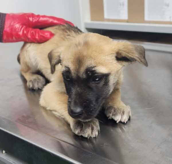 보호중 믹스견의 가…