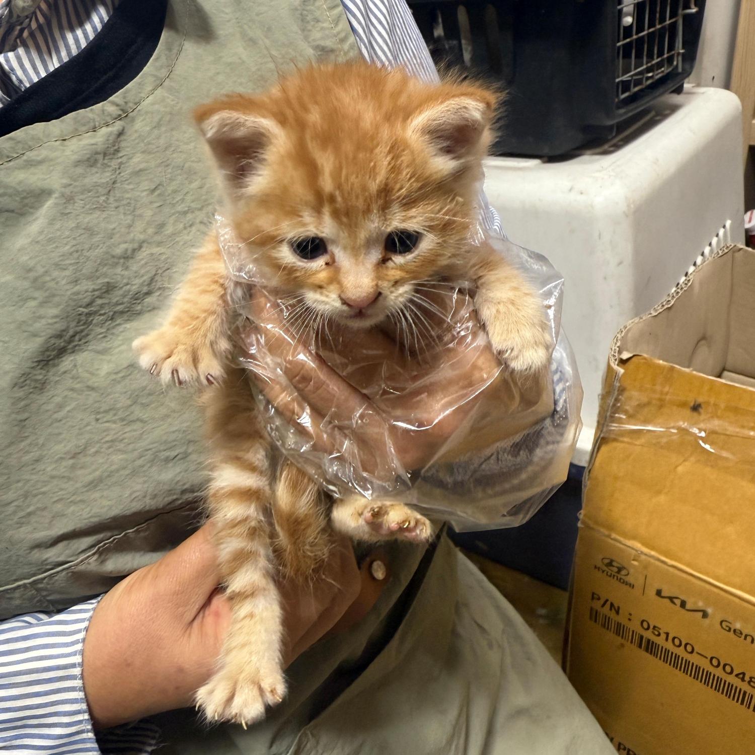 울산유기동물보호센터_431372202500663