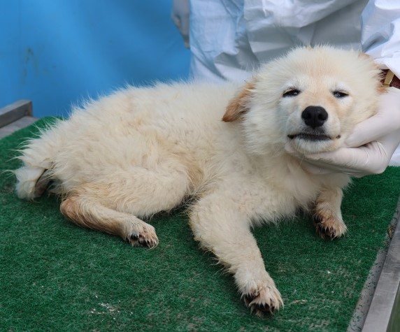 보호중 믹스견의 가…