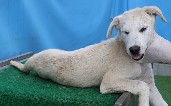 제주 동물보호센터_450650202502852