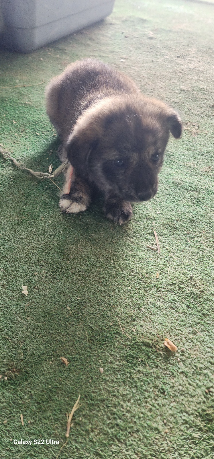 보호중 믹스견의 가…