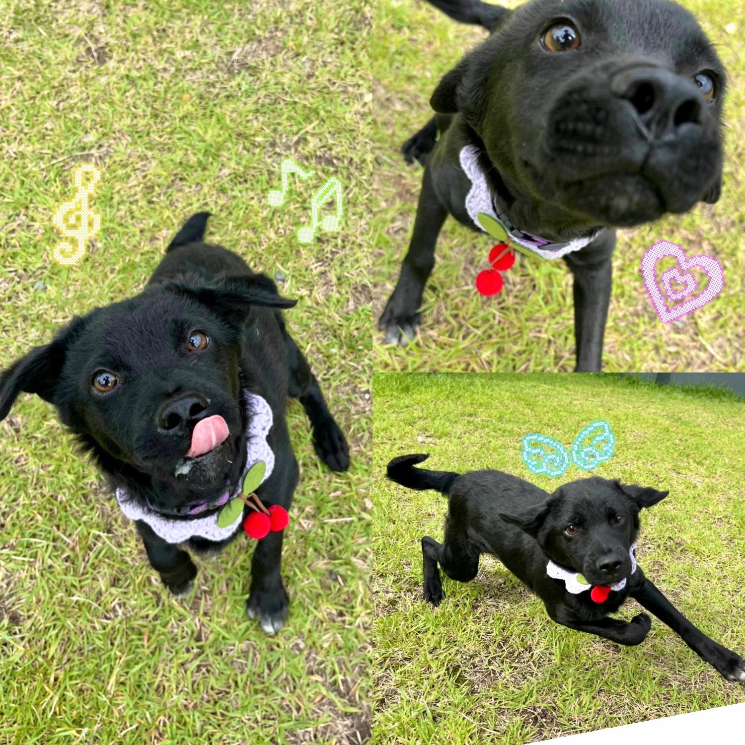 보호중 믹스견의 가…