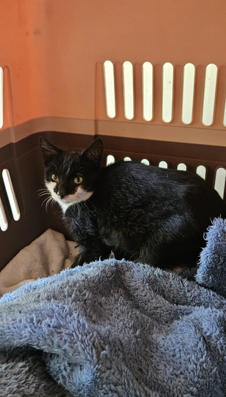 익산유기동물보호소_445468202502942