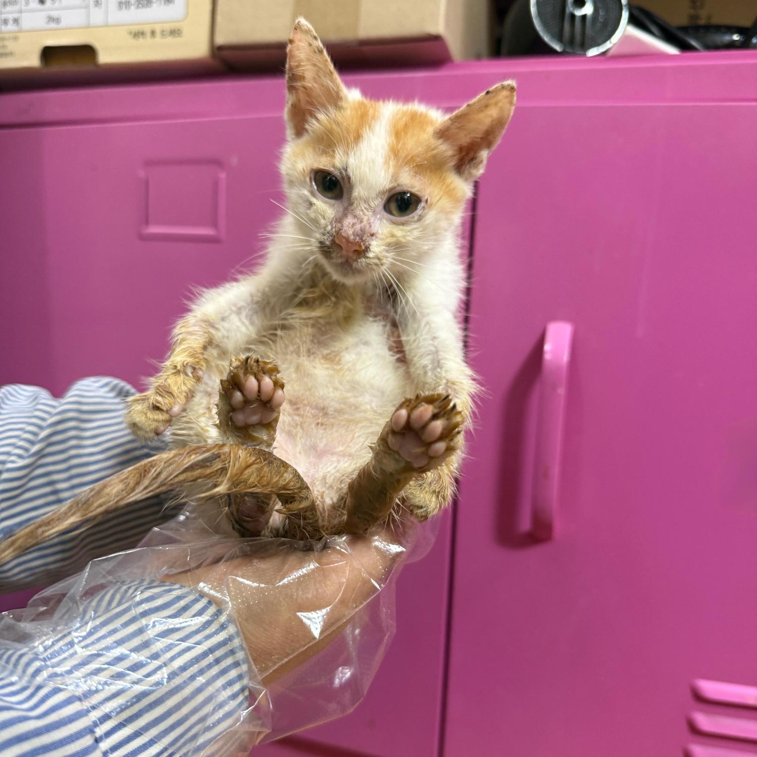 종료(자연사) 한국…