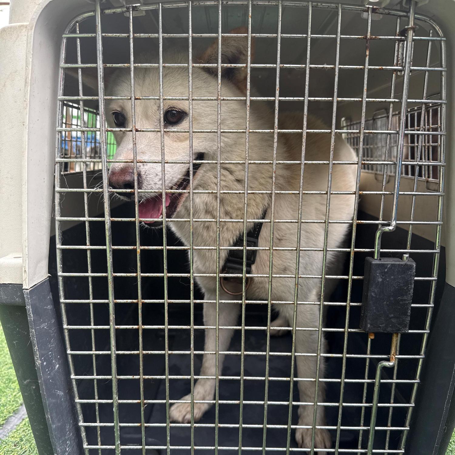 보호중 믹스견의 가…