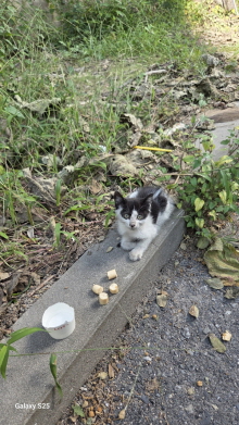 보호중 한국 고양이…