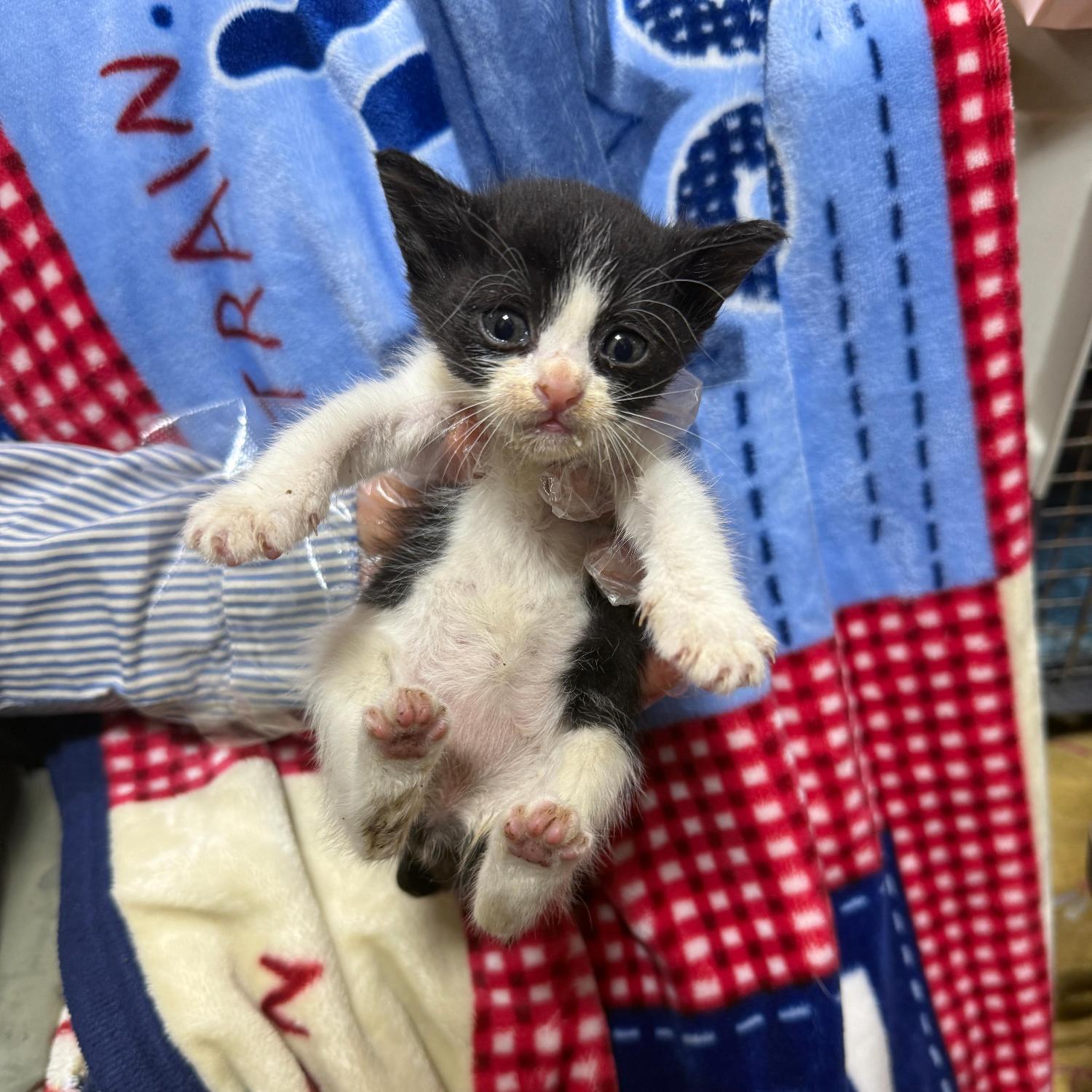 종료(자연사) 한국…