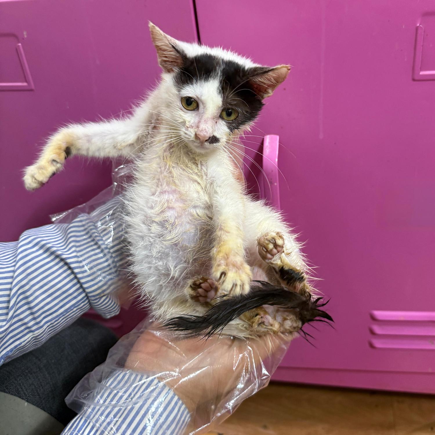 울산유기동물보호센터_431372202500668