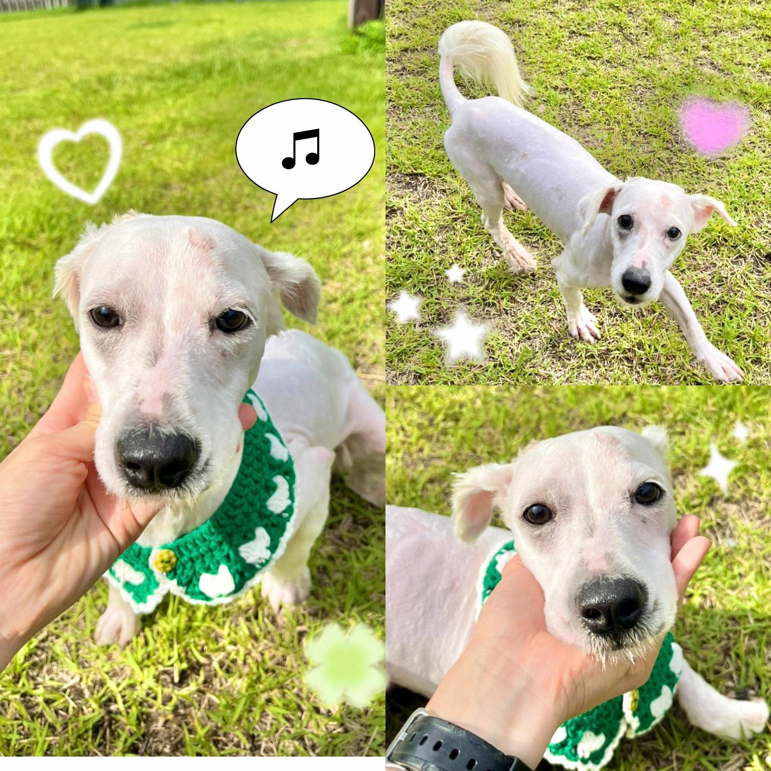 보호중 믹스견의 가…