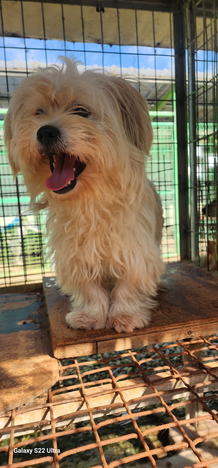 보호중 믹스견의 가…