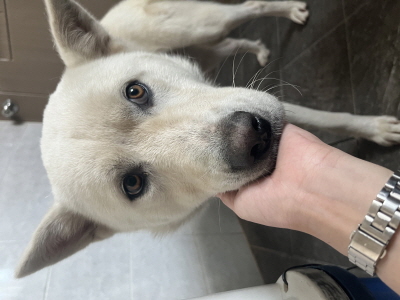 사단법인 동부_426340202500659