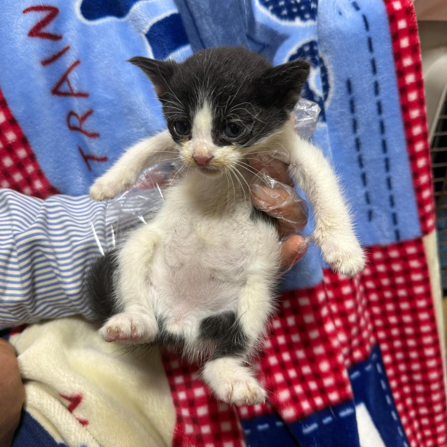 종료(자연사) 한국…