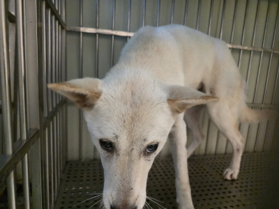 보호중 믹스견의 가…